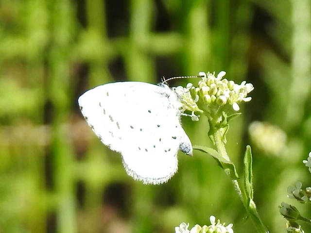 Celastrina argiolus - bengeboglárka