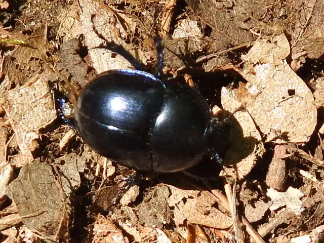 Trypocopris vernalis - tavaszi álganéjtúró