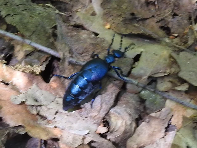 Meloe violaceus - kék nünüke