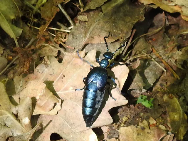Meloe violaceus - kék nünüke