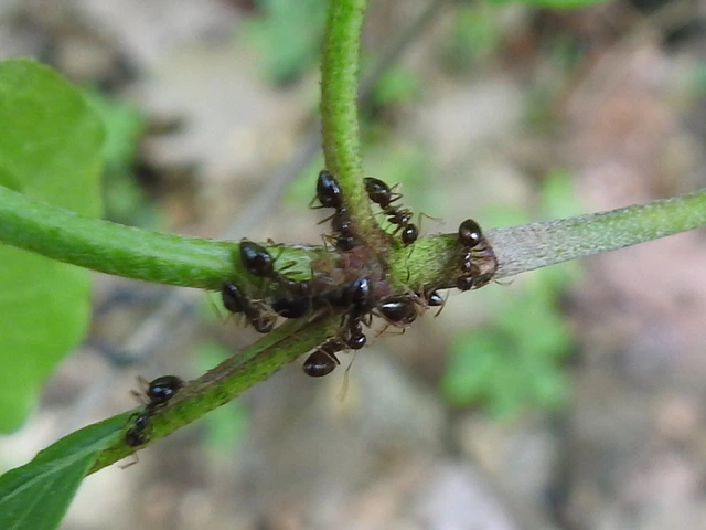 Prenolepis nitens - ragyogóhangya