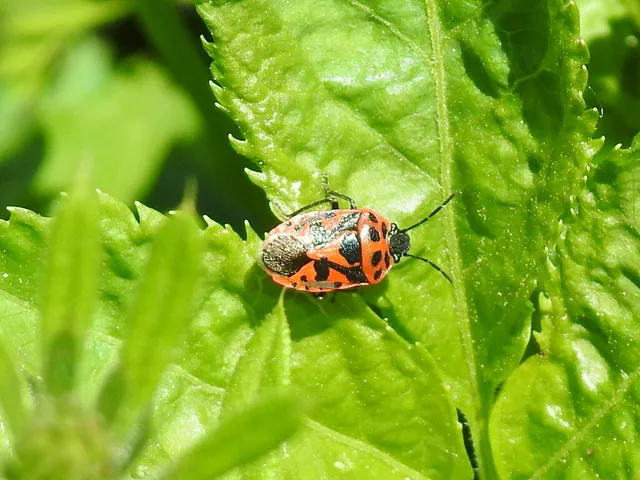 Eurydema ornata - díszespoloska