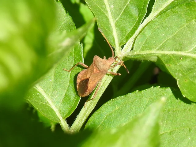 Coreus marginatus - közönséges karimáspoloska
