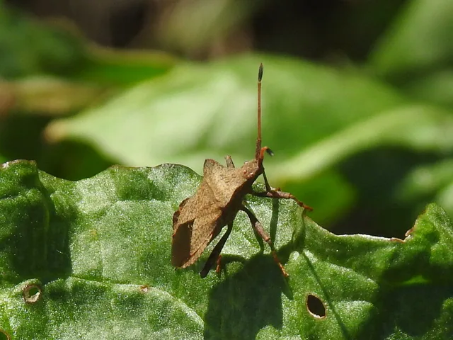 Coreus marginatus - közönséges karimáspoloska
