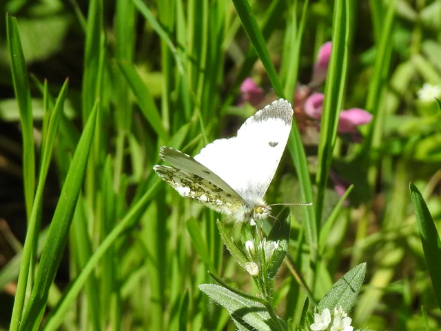 Anthocharis cardamines - hajnalpírlepke