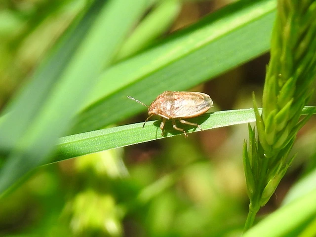 Neottiglossa Neottiglossa