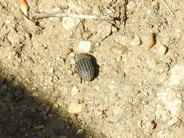 Opatrum sabulosum - sároshátú gyászbogár