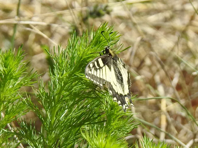 Papilio machaon - fecskefarkú lepke