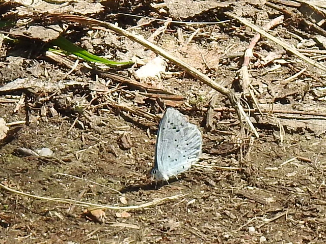 Celastrina argiolus - bengeboglárka