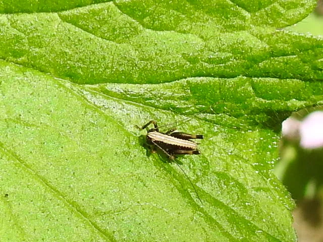 Pholidoptera griseoaptera - szürke avarszöcske