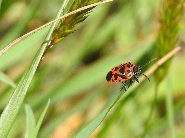 Eurydema ornata - díszespoloska