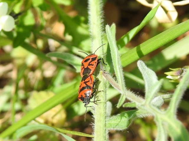 Eurydema ornata - díszespoloska