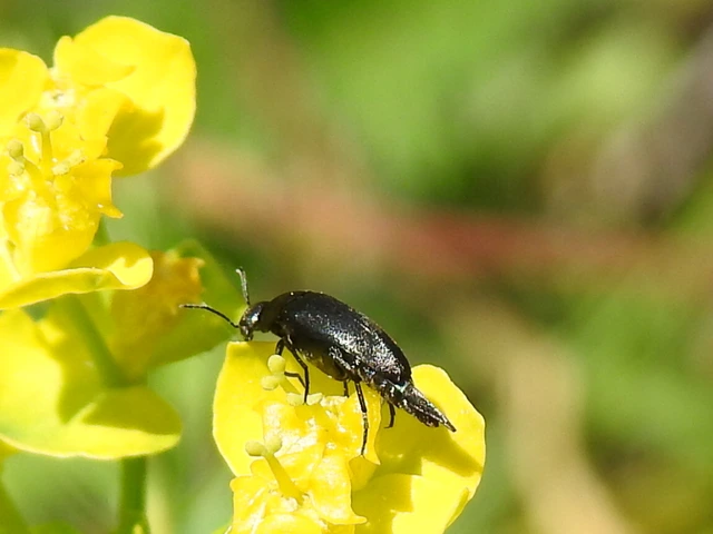 Mordellidae - marókafélék