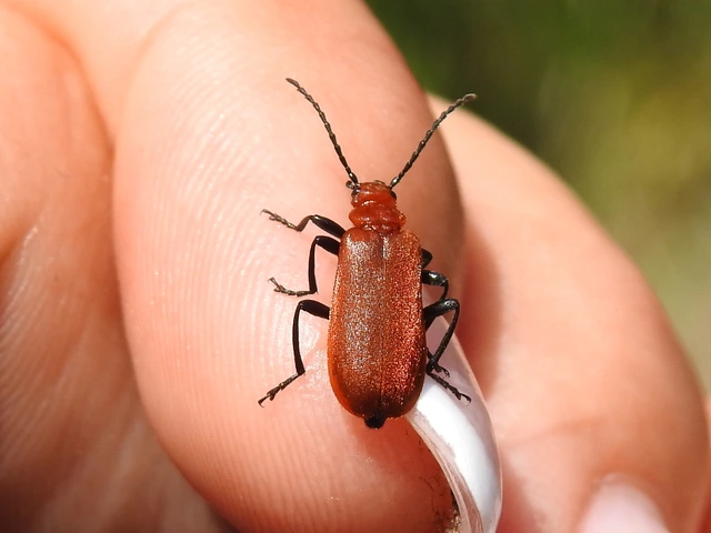 Pyrochroa serraticornis - közép-bíborbogár