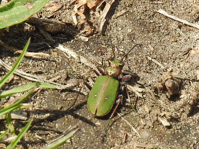 Cicindela campestris - mezei homokfutrinka