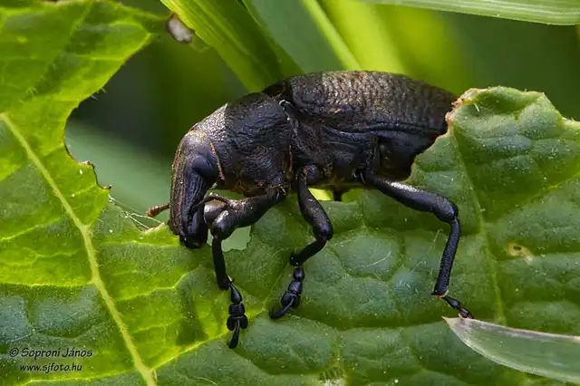 Coleoptera - Bogarak
