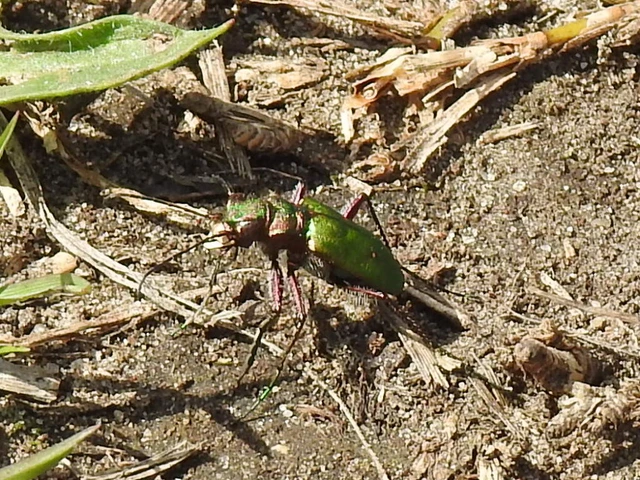 Cicindela campestris - mezei homokfutrinka