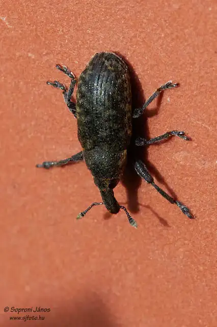 Larinus carlinae - foltos púderbarkó