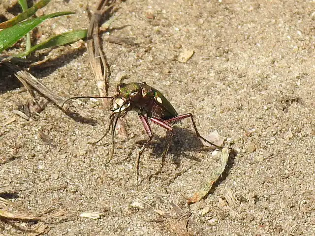 Cicindela campestris - mezei homokfutrinka