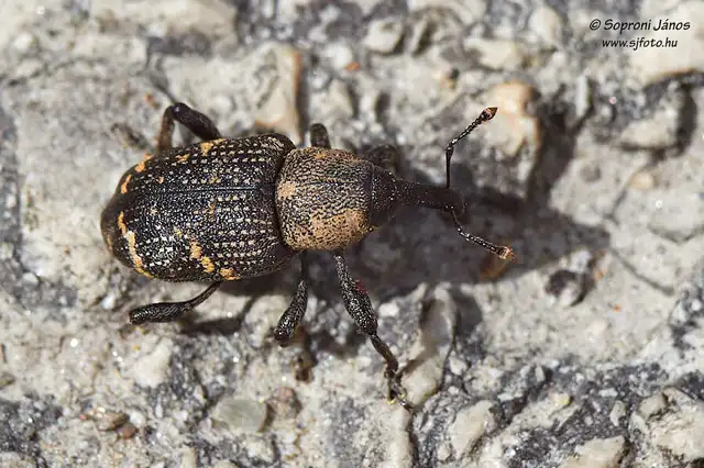 Hylobius abietis - nagy fenyvesormányos