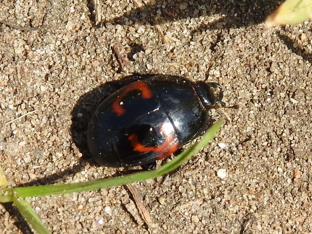 Hister quadrimaculatus - közönséges sutabogár