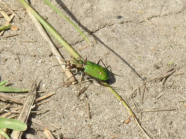 Cicindela campestris - mezei homokfutrinka