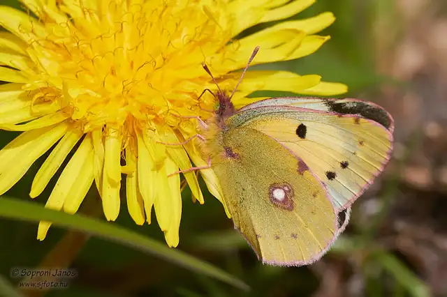 Colias