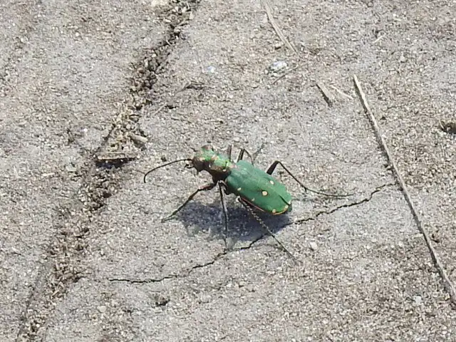 Cicindela campestris - mezei homokfutrinka