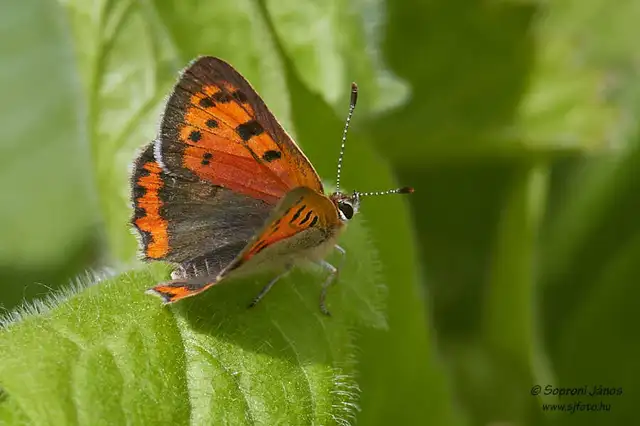 Lycaena phlaeas - közönséges tűzlepke