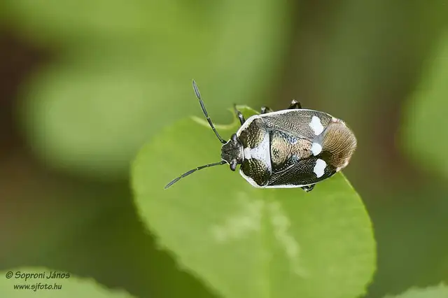 Eurydema oleracea - paréjpoloska Eurydema oleracea - paréjpoloska