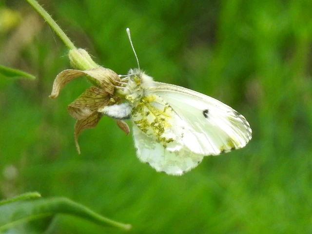 Anthocharis cardamines - hajnalpírlepke