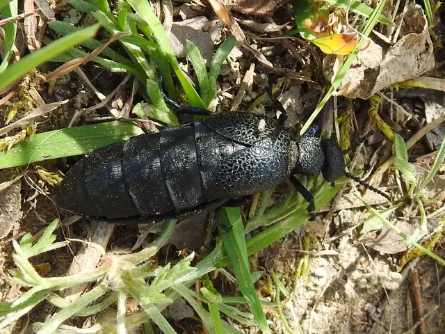 Meloe cicatricosus - óriásnünüke