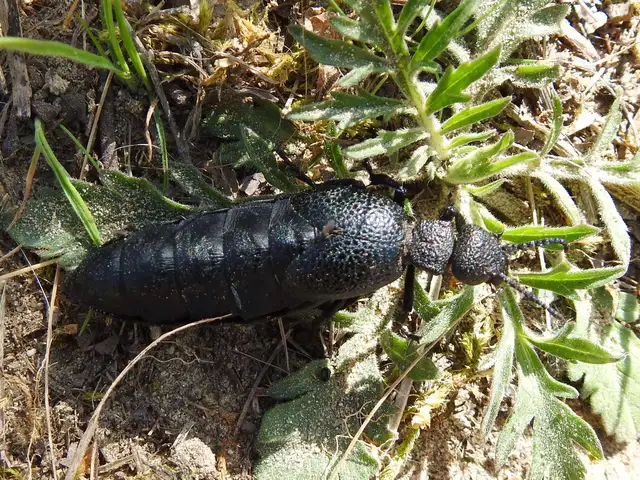 Meloe cicatricosus - óriásnünüke