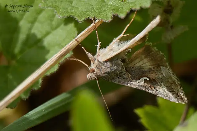 Autographa gamma - gammalepke