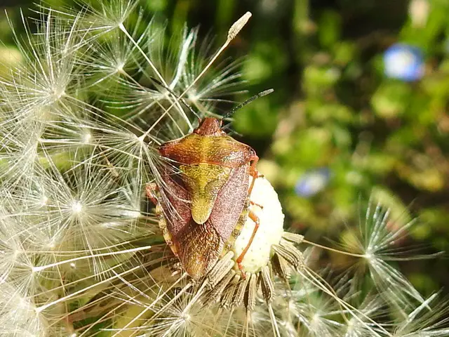 Carpocoris