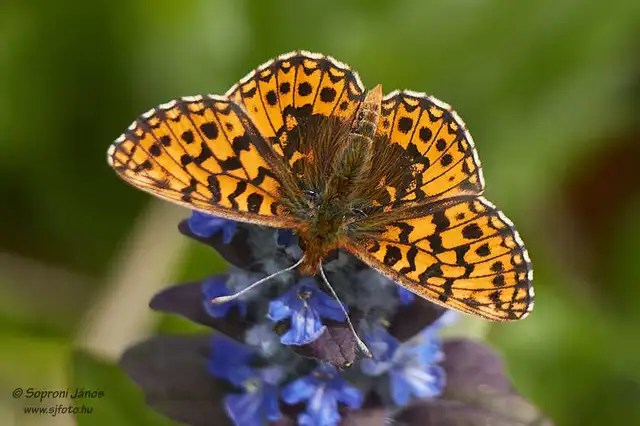 Boloria dia - kis gyöngyházlepke