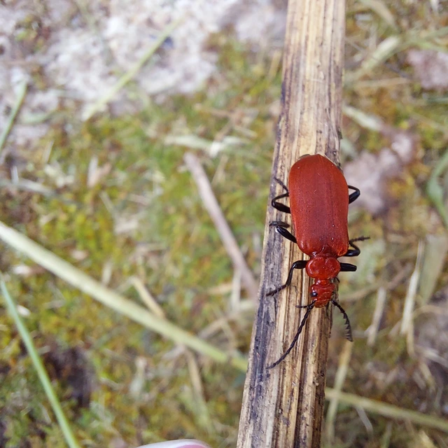 Pyrochroa serraticornis - közép-bíborbogár