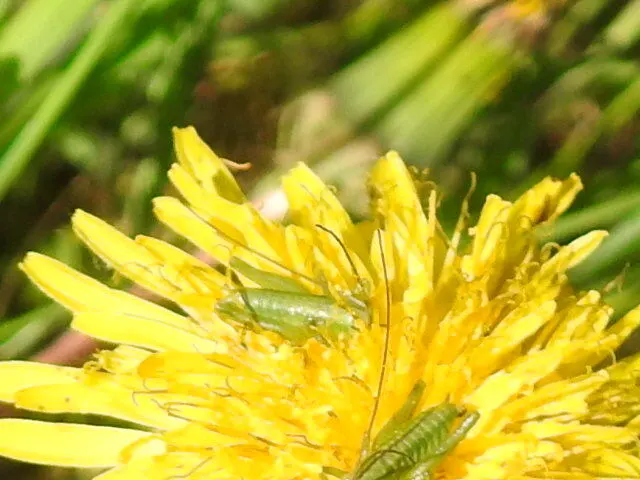 Tettigonia