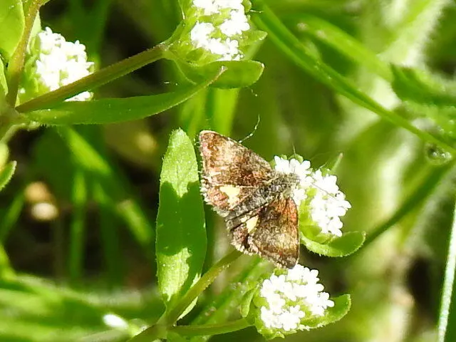 Panemeria tenebrata - apró sárgabagoly