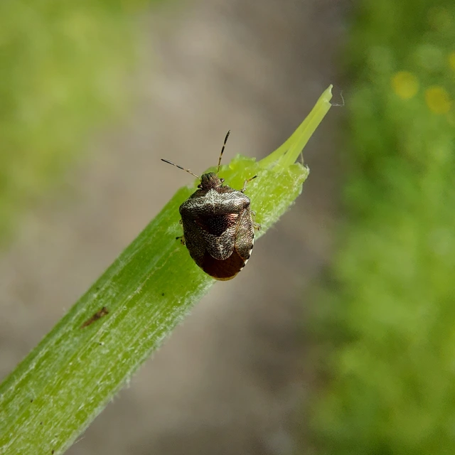 Stagonomus venustissimus - foltos feketefejű-poloska Stagonomus venustissimus - foltos feketefejű-poloska