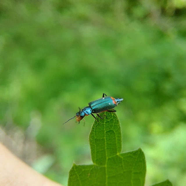 Malachius bipustulatus - kétfoltos bibircsesbogár