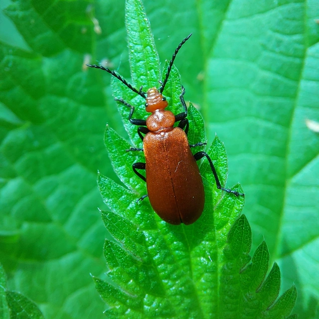 Pyrochroa serraticornis - közép-bíborbogár