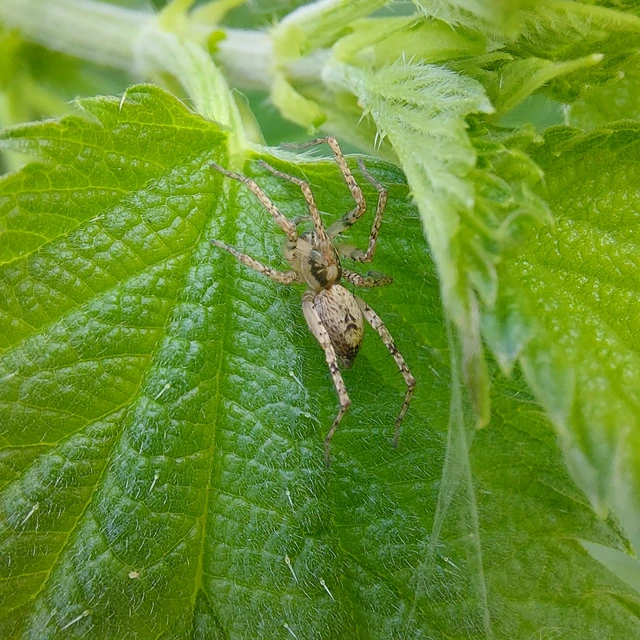 Anyphaena accentuata - jegyespók