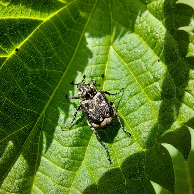 Valgus hemipterus - suta virágbogár