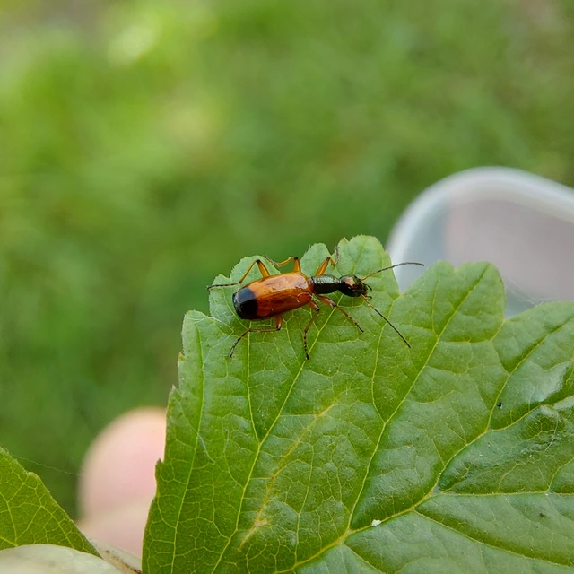 Odacantha melanura - ingoványfutó