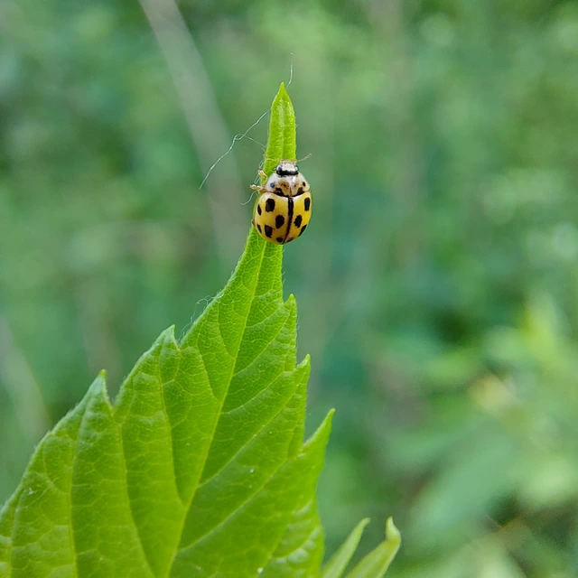 Propylea quatuordecimpunctata - tizennégypettyes füsskata