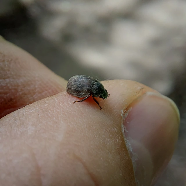 Spercheus emarginatus - ciripelő dajkacsibor