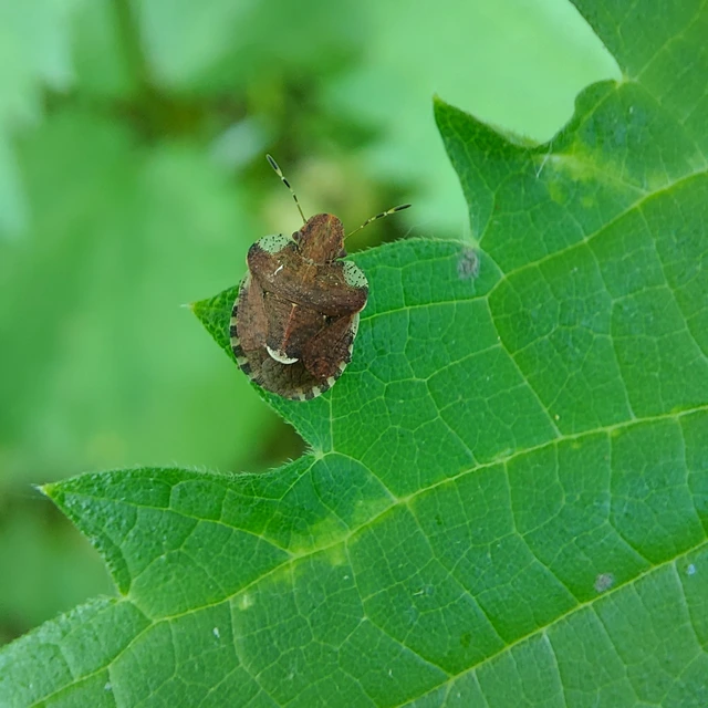 Dyroderes umbraculatus Dyroderes umbraculatus