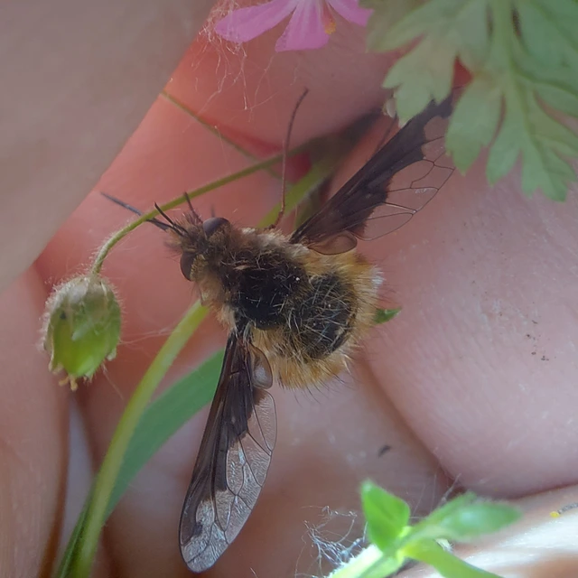 Bombylius major - szegélyes pöszörlégy