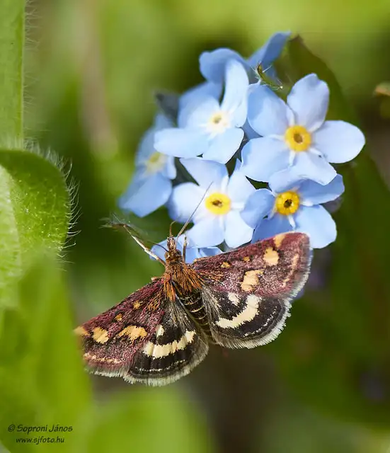Pyrausta purpuralis - közönséges bíbormoly